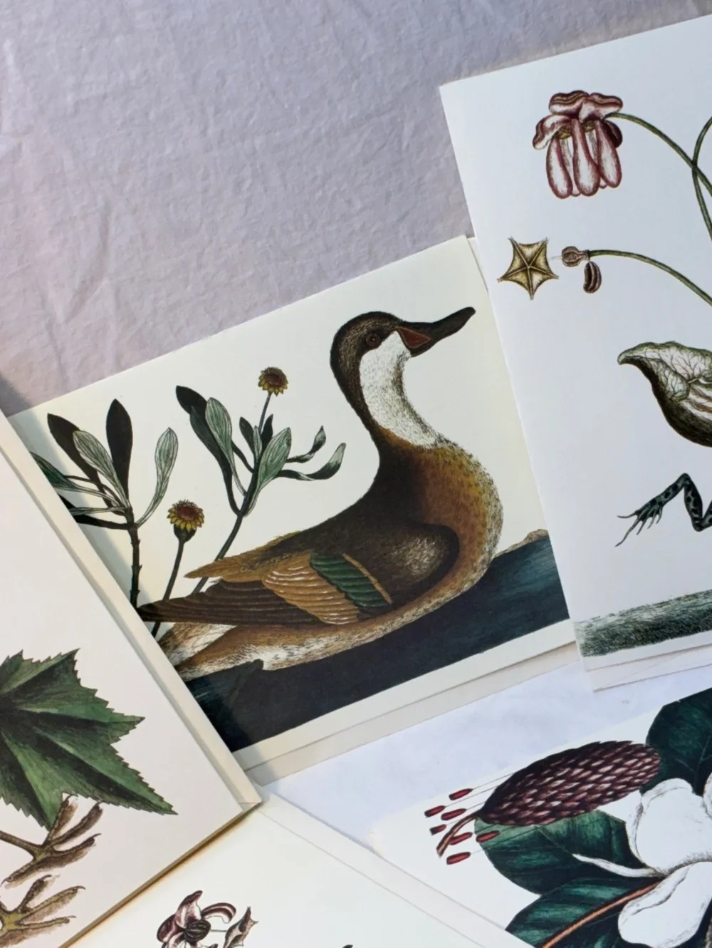Set of 5 Vintage Colonial Williamsburg Foundation Art Print greeting cards